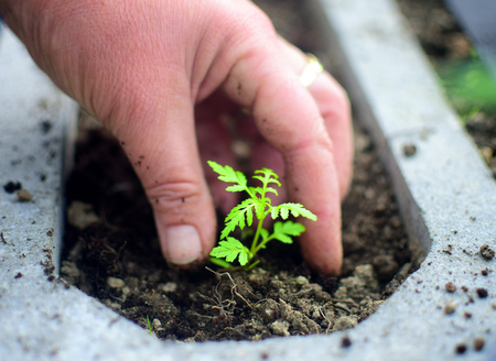 Gardeners hands planting flowers at back yard. Gardening concept background.の写真素材