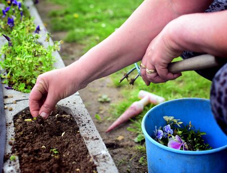Unrecognizable woman ripping out weeds in a garden using her hands.の写真素材