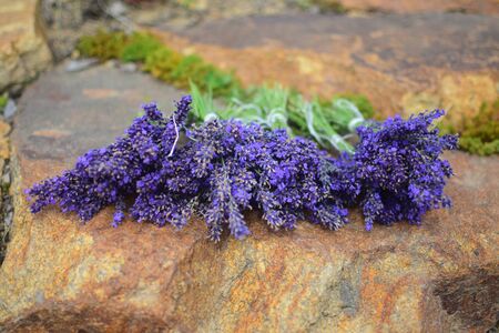 Lavender flowers, rustic bouquet after harvest in middle of summerの写真素材
