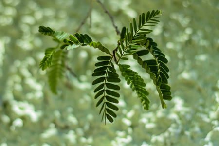 Green leaves on green backgroundの写真素材