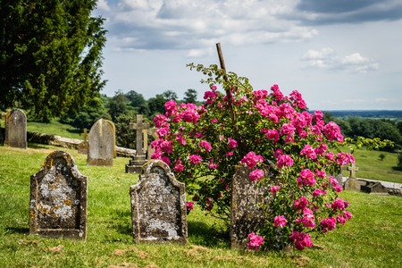 Tombsones with wild roses のeditorial素材