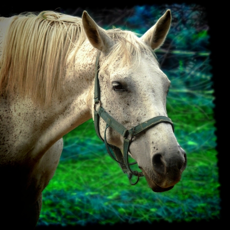 White horse farm portraitの写真素材