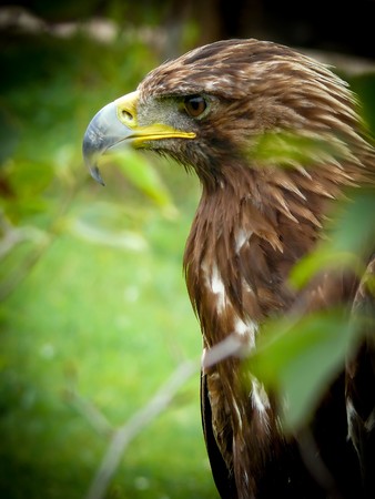 Birds of prey. Close-up of an golden eagle (Aquila chrysaetos)の写真素材