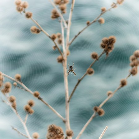 Detail of a spider web geometry with its spider in the centerの写真素材