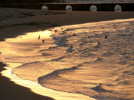 Seagulls flying over the golden waves at dawnの写真素材