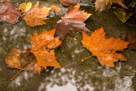 Several fallen leaves of maple to floating in a puddle of waterの写真素材