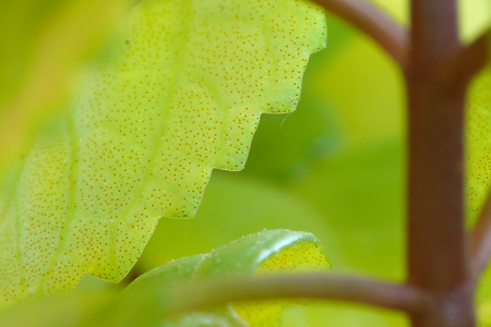 Macro view of leaf edge of a plantの写真素材