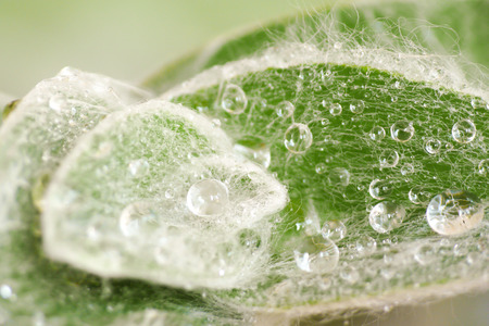 Detail of water drops over the hairy leaves of a Tradescantia sillamontana plantの写真素材