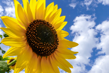 Macro view of sunflower with its crown and stamens