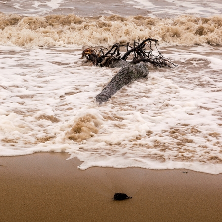 Tree trunk died laying on a beachの写真素材