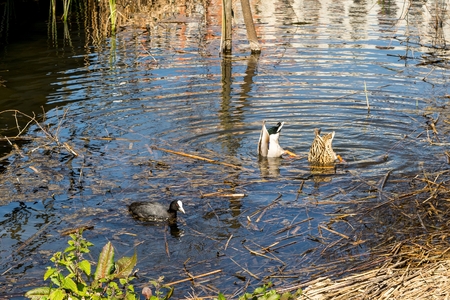 Pair of ducks eating with his head submerged in the waterの写真素材