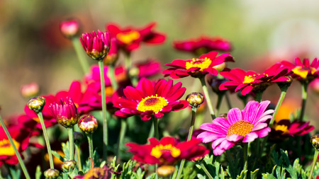 Red flowers detail in a field at springの写真素材