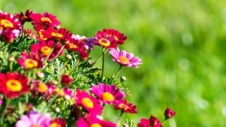 Red flowers detail in a field at springの写真素材