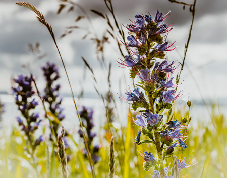 Detail of plants and wild flowers in springの写真素材