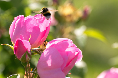 Macro detail of a bee collecting pollen on a flowerの写真素材