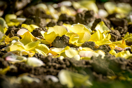 Detail of carpet of yellow rose fallen petalsの写真素材