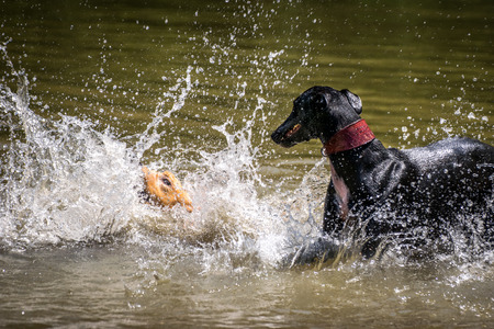 Golden Retriever and black greyhound playing with water in a lakeの写真素材