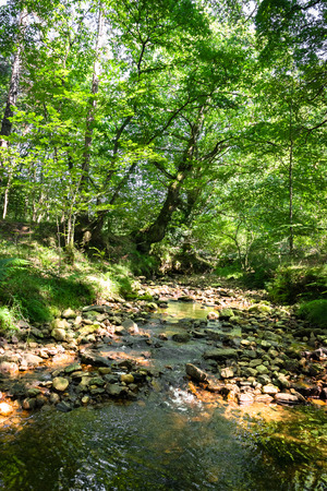 Detail of pebbles and stream through a forestの写真素材