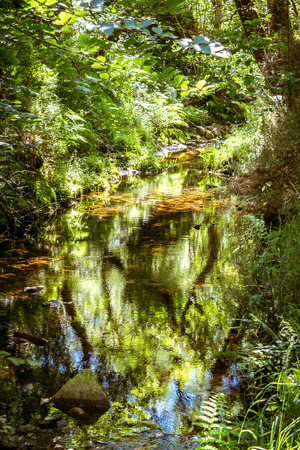 Reflections of trees in the river crossing a forestの写真素材