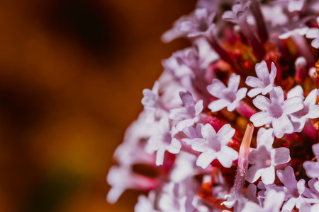 Detail of wild flower as floral background with space for textの写真素材