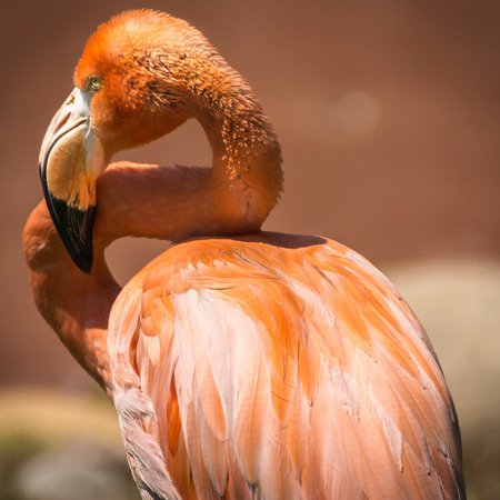 Detail of a Caribbean flamingo posingの写真素材