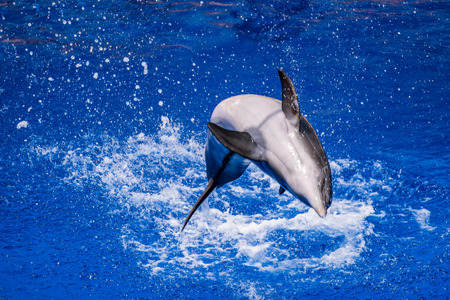 Dolphin doing tricks on water