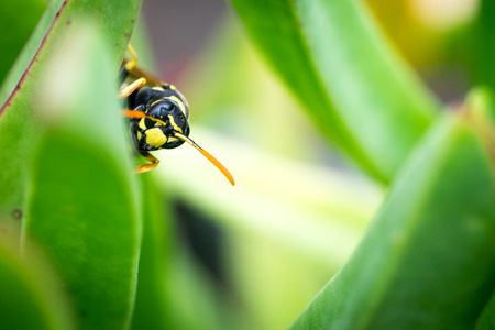 Detail of a wasp peeping behind a leaf