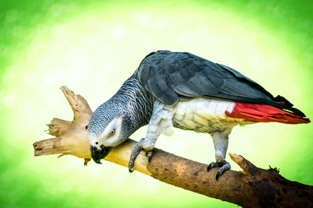 African grey parrot perched on a branch