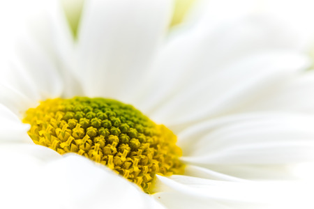 Inflorescence close-up detail of a common white daisyの写真素材