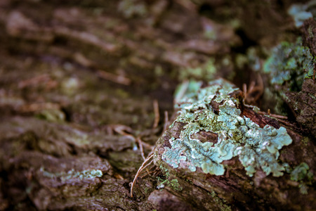 Detail of dry moss on a trunk