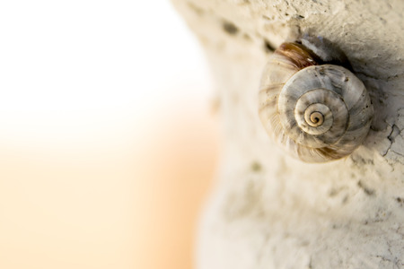 Macro of snail sleeping on a rock with space for text (horizontal version)の写真素材