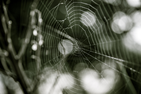 Macro detail of a spider web geometryの写真素材