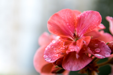 Detail of flower and dew drops as floral background with space for textの写真素材