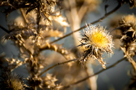Detail of thistle flower dryingの写真素材
