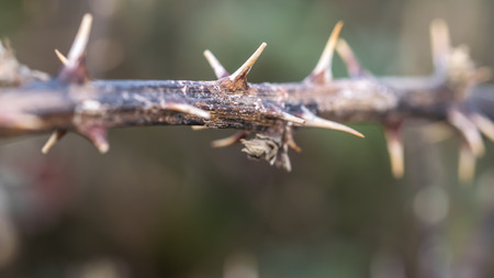 Branch with thorns as background with space for textの写真素材