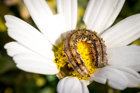 Detail of a little caterpillar on a white daisyの写真素材