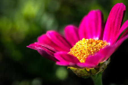 Detail of red daisy as floral background with space for textの写真素材