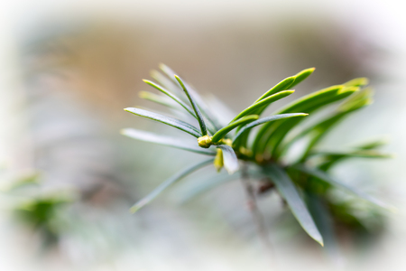 Macro detail of a needle leaves a common juniper (Juniperus communis)の写真素材