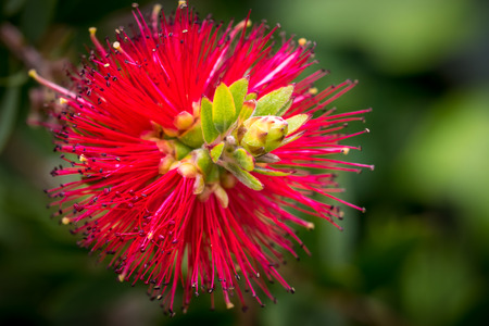 Detail of the flower of a red Callistemon citrinus as floral background with space for textの写真素材