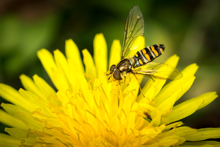 Macro detail of a drone fly over yellow flower (Eristalis tenax)の写真素材
