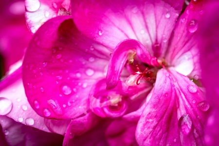 Close-up of red geranium and dew drops