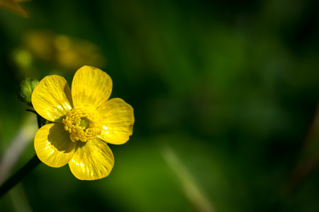 Common buttercup flower with space for message (Ranunculus acris)の写真素材