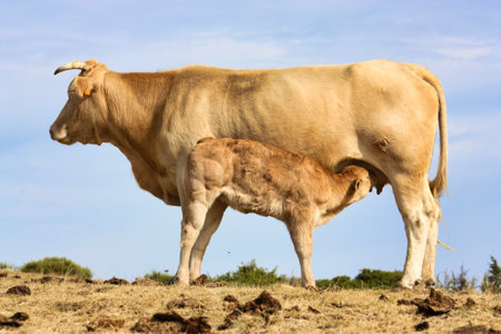 Cow feeding her young calfの写真素材