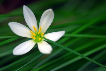 Leek-shaped orchid,She's Scientific name is called Zephyranthes grandifloraの写真素材
