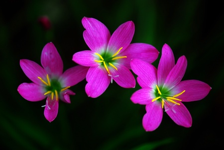 Leek-shaped orchid,She's Scientific name is called Zephyranthes grandifloraの写真素材