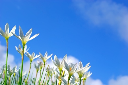 Leek-shaped orchid,She's Scientific name is called Zephyranthes grandifloraの写真素材