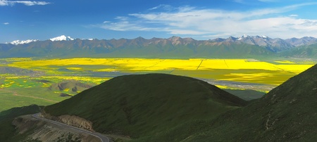 Oil seed rape field in the summer sun,Filming in China's Qinghaiの写真素材
