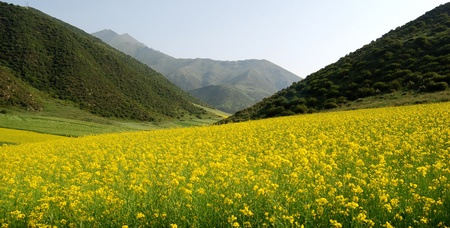 Oil seed rape field in the summer sun,Filming in China's Qinghaiの写真素材