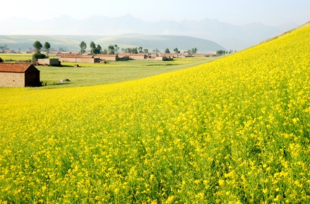 Oil seed rape field in the summer sun,Filming in China's Qinghai