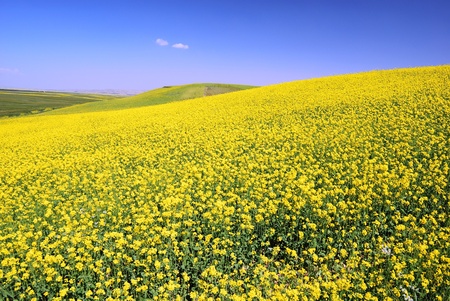 Oil seed rape field in the summer sun,Filming in China's Qinghaiの写真素材